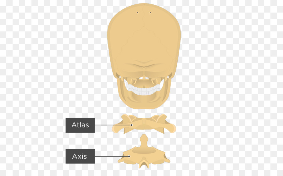 Atlas Y Vértebras Axis，Columna Vertebral PNG