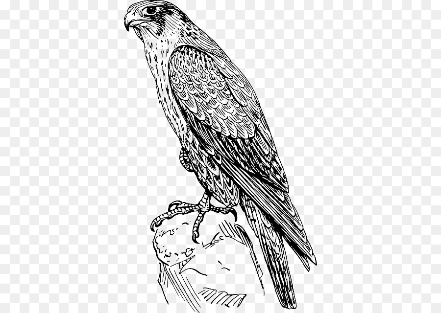 Falcon，El Halcón Peregrino PNG