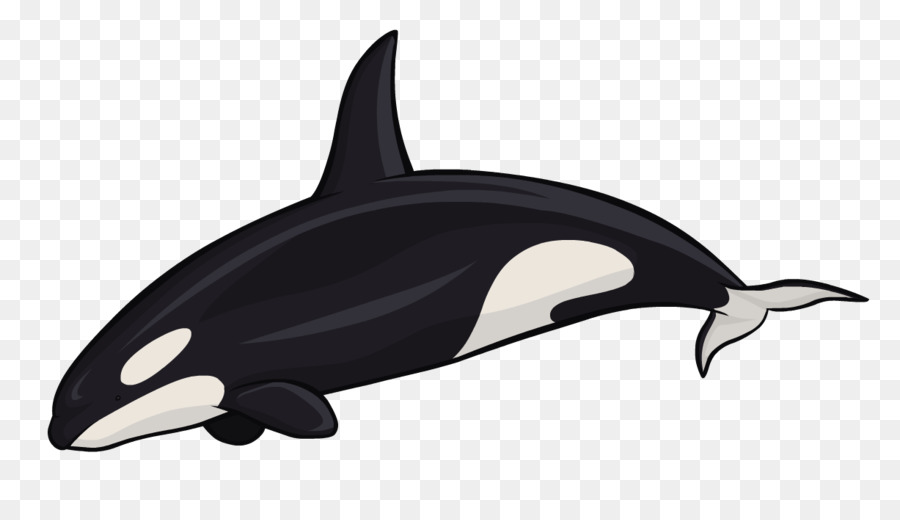 Orca，Delfín Picado PNG