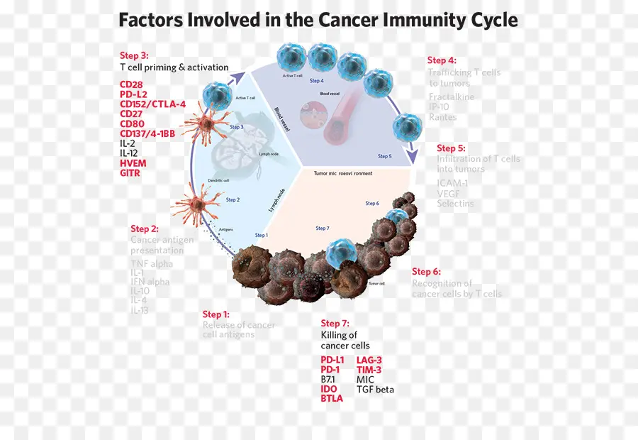 El Cáncer，Sistema Inmunológico PNG