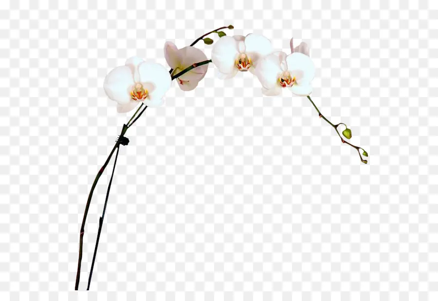 Orquídea Blanca，Florecer PNG