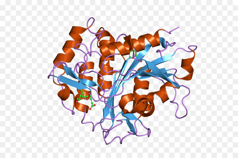 Estructura De La Proteína，Molécula PNG