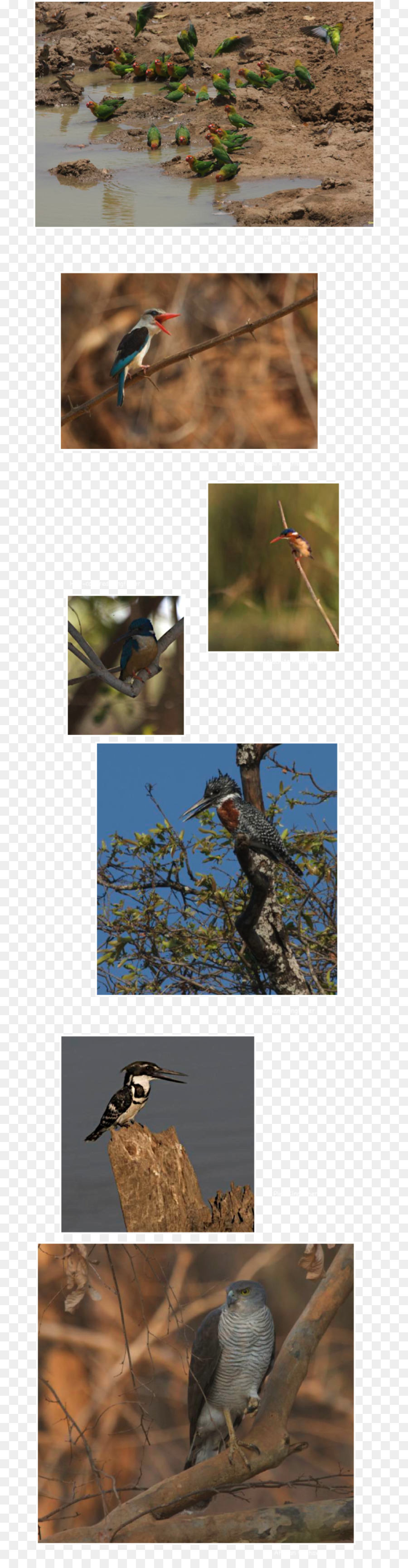 La Patagonia，Zambia PNG