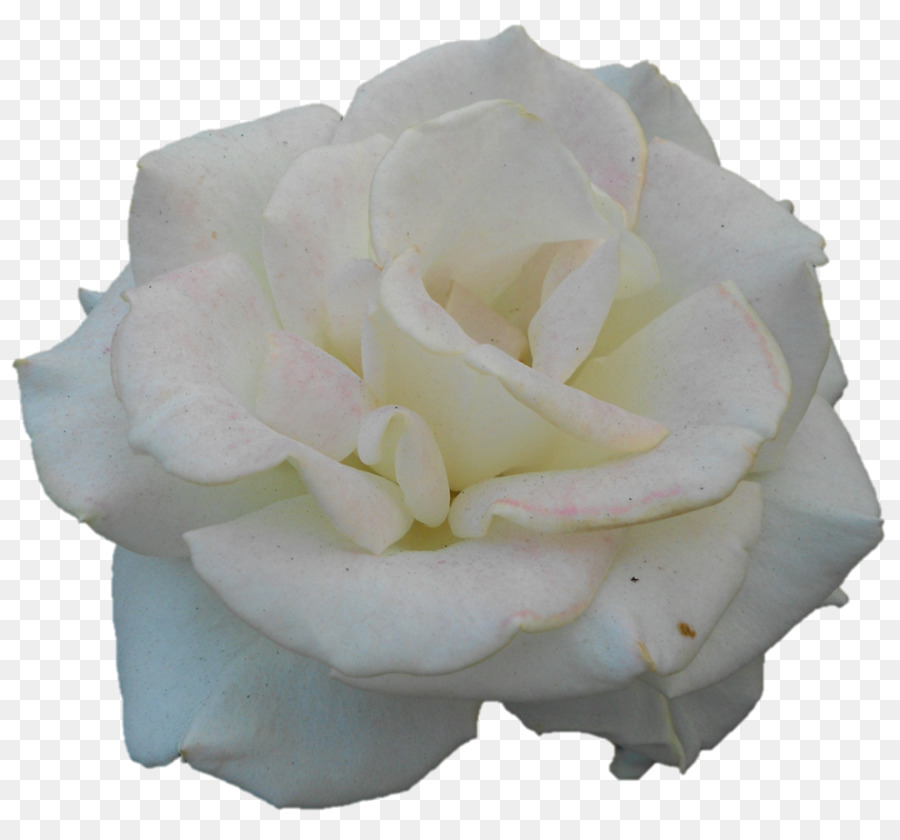 Rosa Blanca，Floración PNG