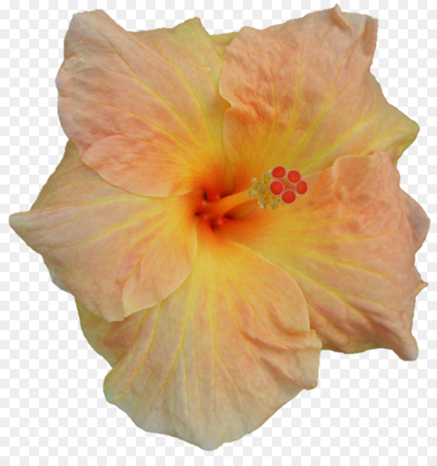 Shoeblackplant，Hibisco PNG