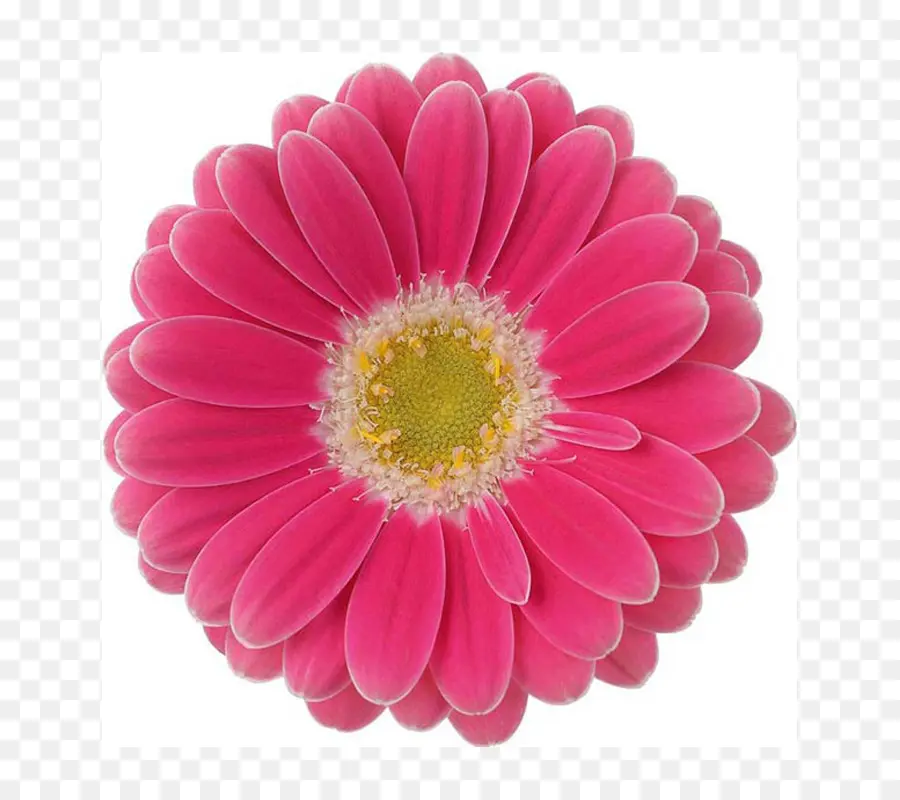 Transvaal Daisy，Zinnia PNG