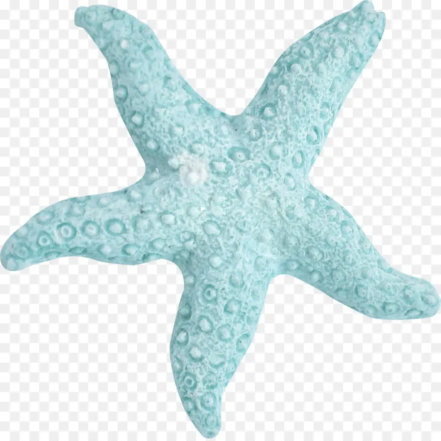 Estrella De Mar，Mar PNG