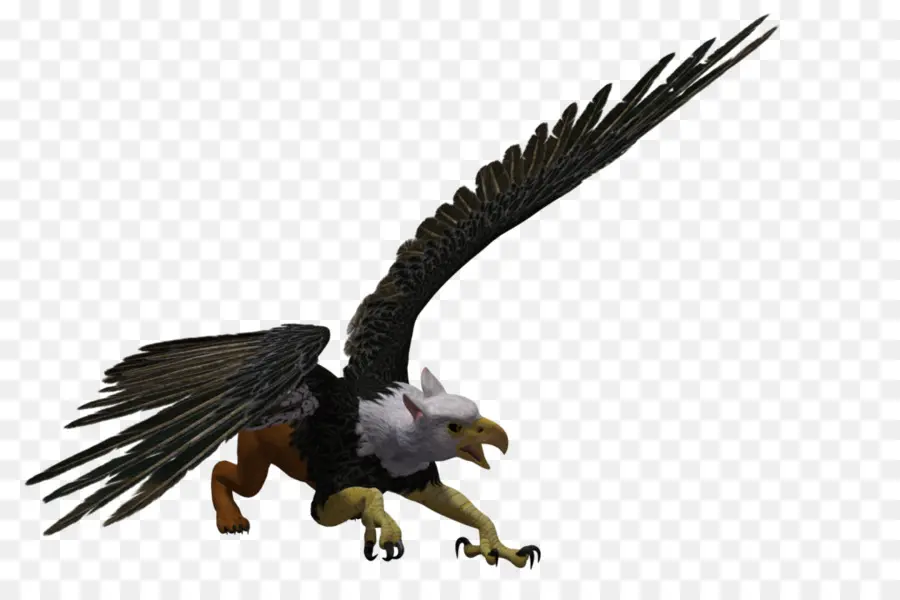 Águila Calva，Grifo PNG