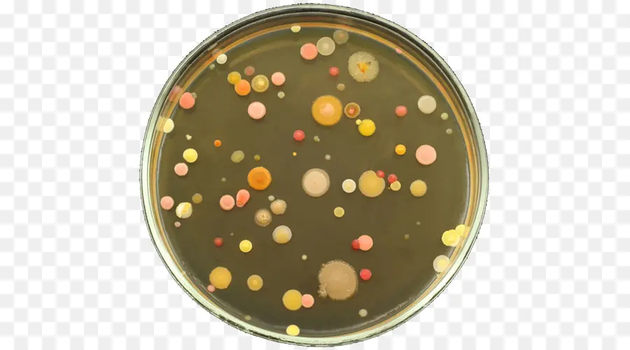 Placa De Petri Con Bacterias，Bacterias PNG