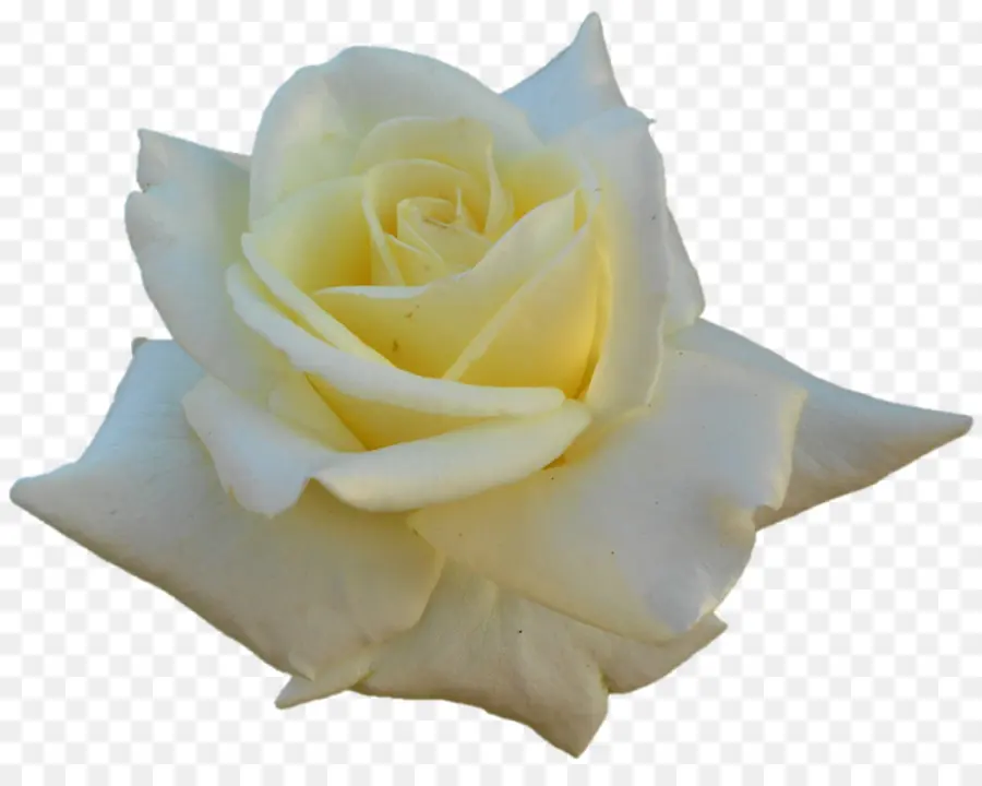 Rosa Blanca，Florecer PNG