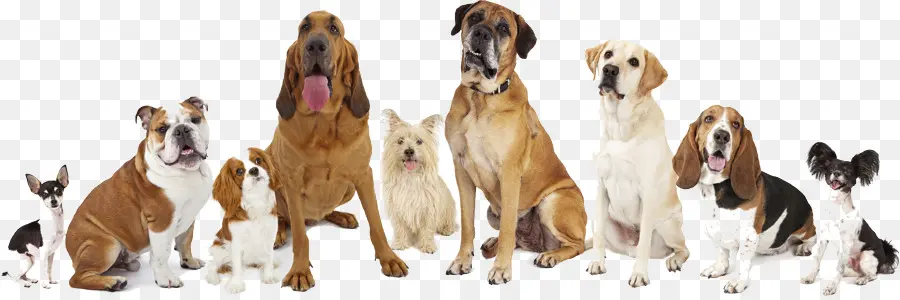 Perros，Mascotas PNG