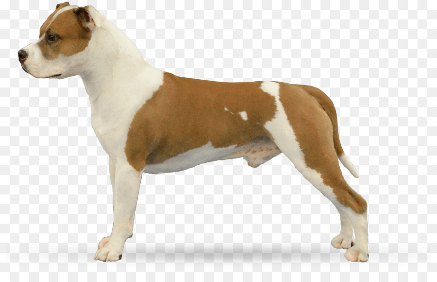 Staffordshire Terrier Americano，American Pit Bull Terrier PNG