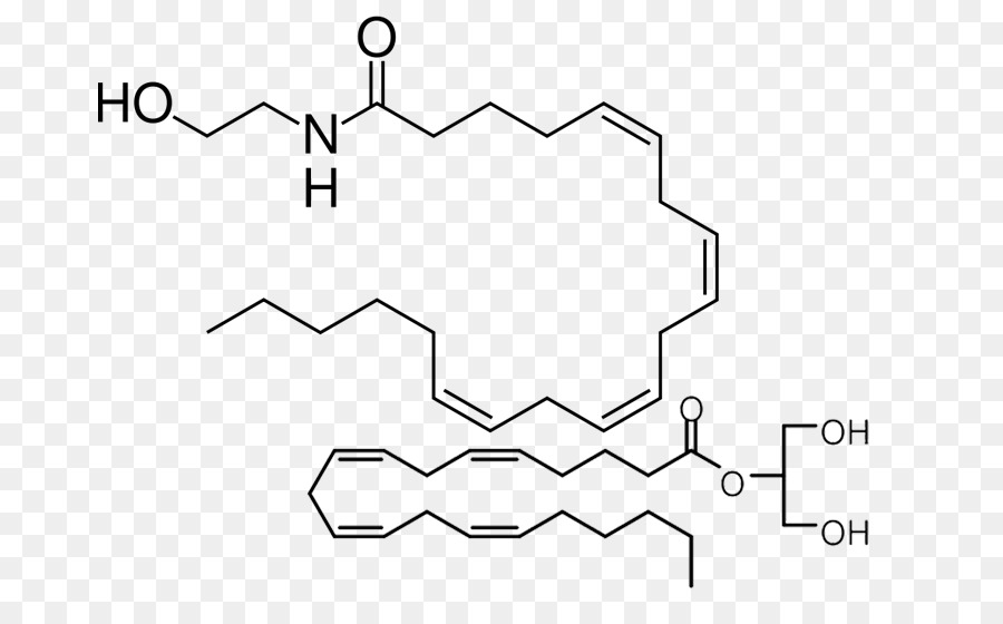 La Anandamida，Sistema Endocannabinoide PNG