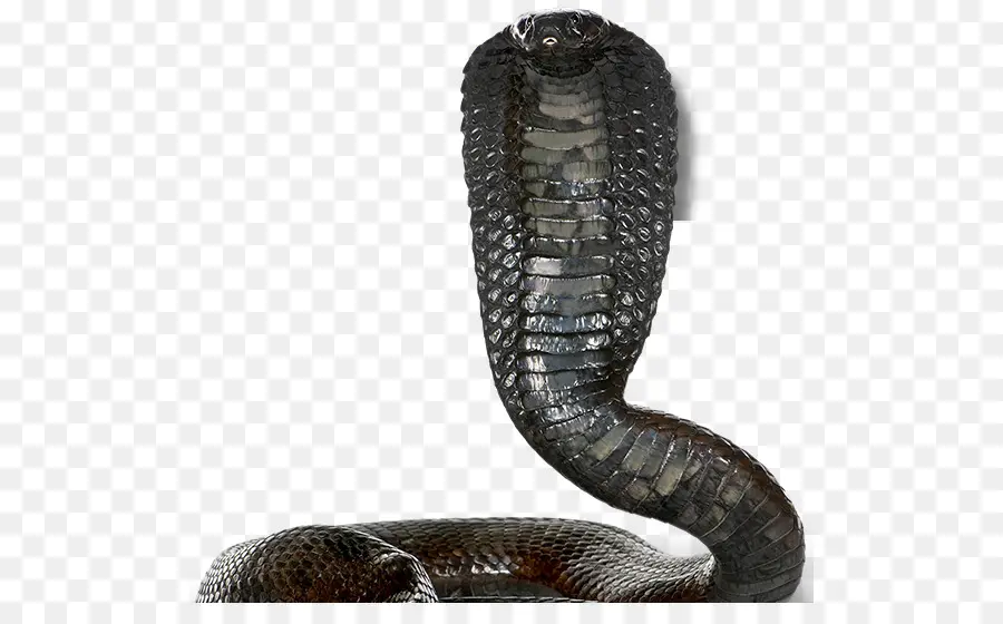 Cobra，Reptil PNG