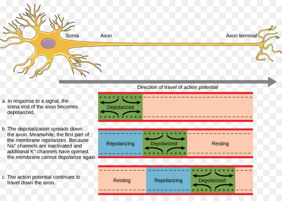 Potencial De Acción，Neurona PNG