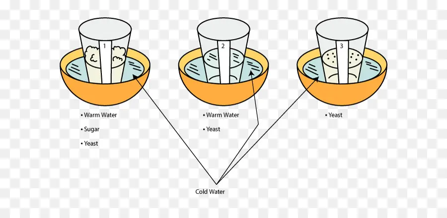 Experimento De Levadura，Agua PNG