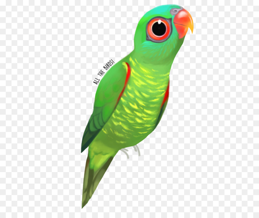 Guacamayo，Perico PNG