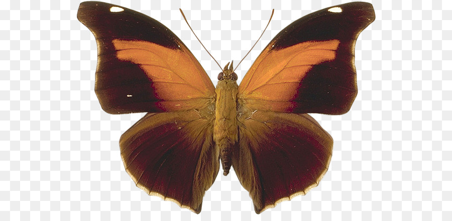 Mariposa，Historis PNG