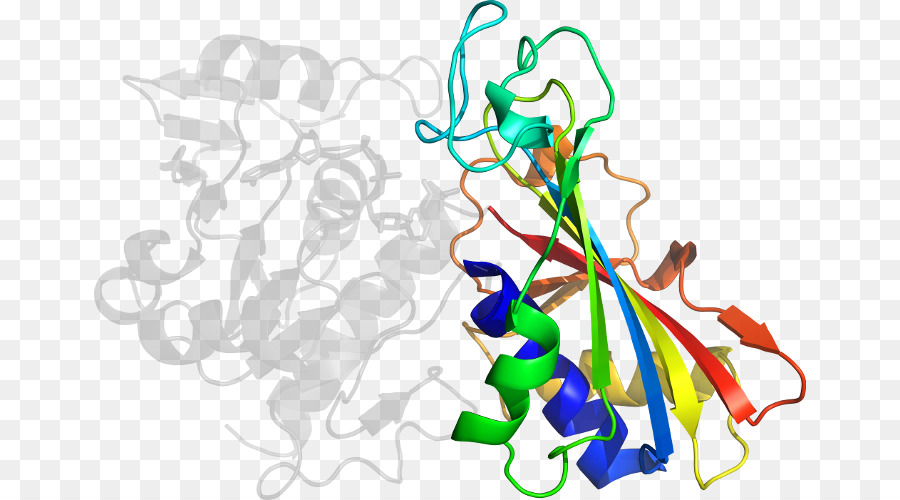 Estructura De La Proteína，Molécula PNG