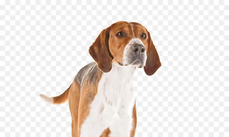 Foxhound Inglés，American Foxhound PNG