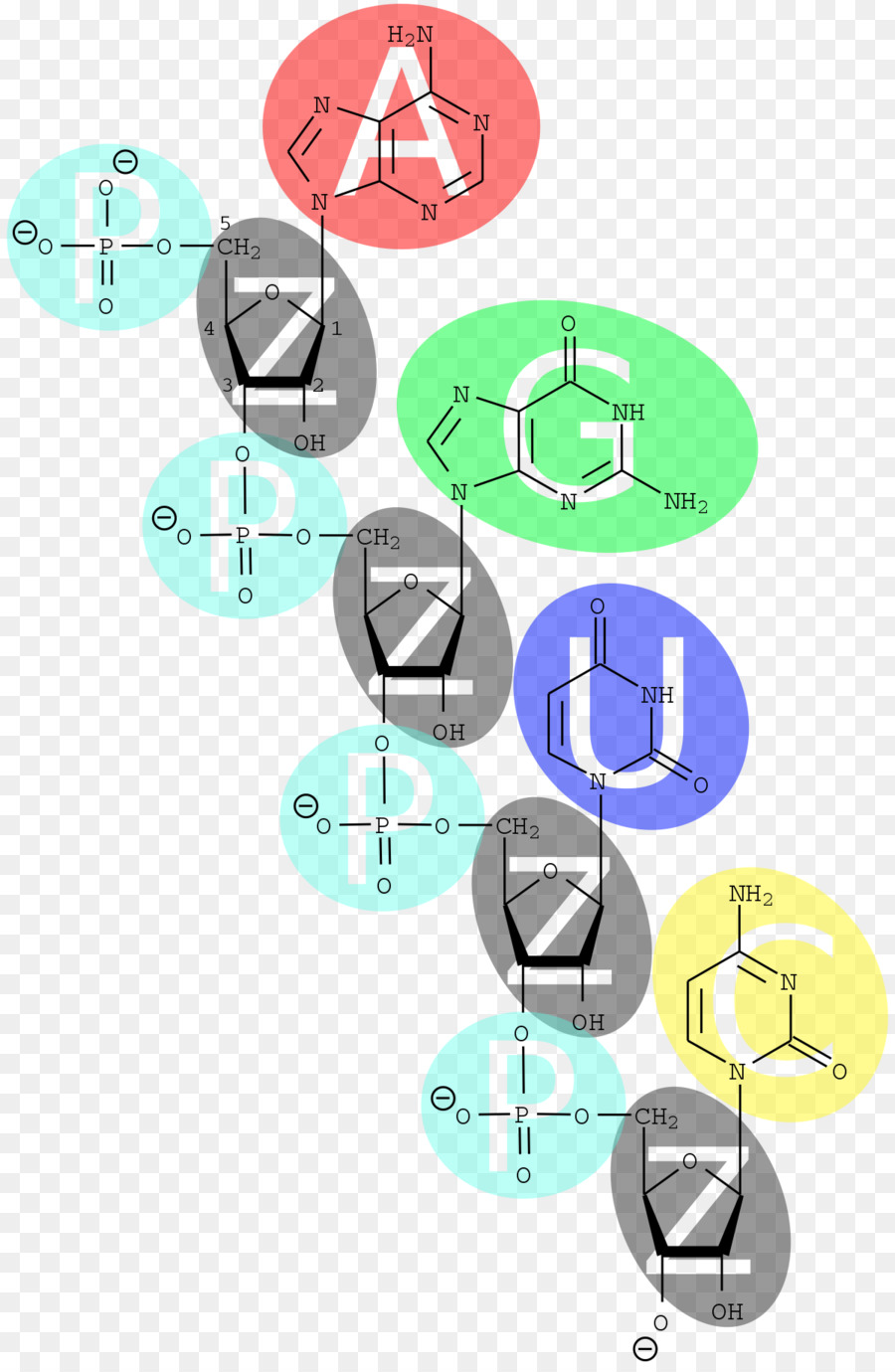 De ácidos Nucleicos，ácido PNG