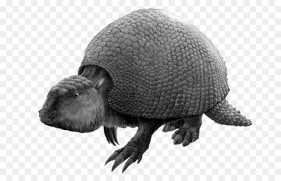 Glyptodon，El Exoesqueleto PNG