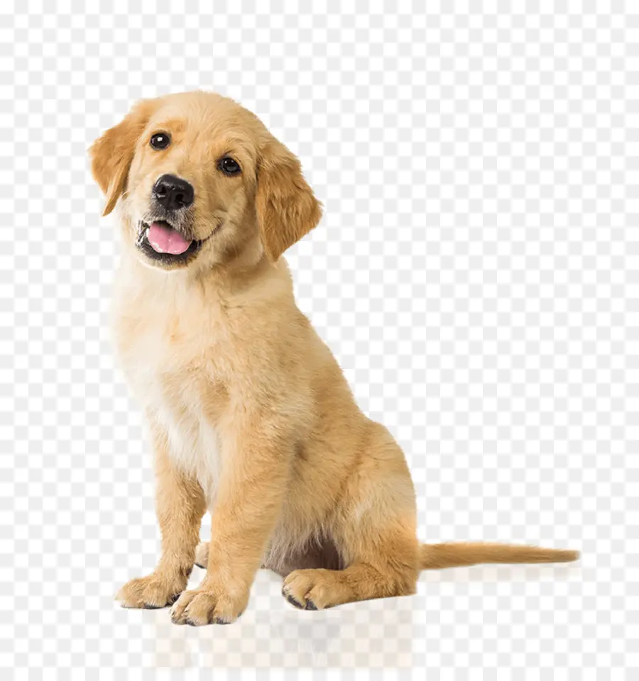 Cachorro，Perro PNG