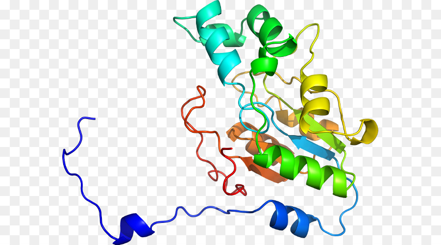 Estructura De La Proteína，Biología PNG