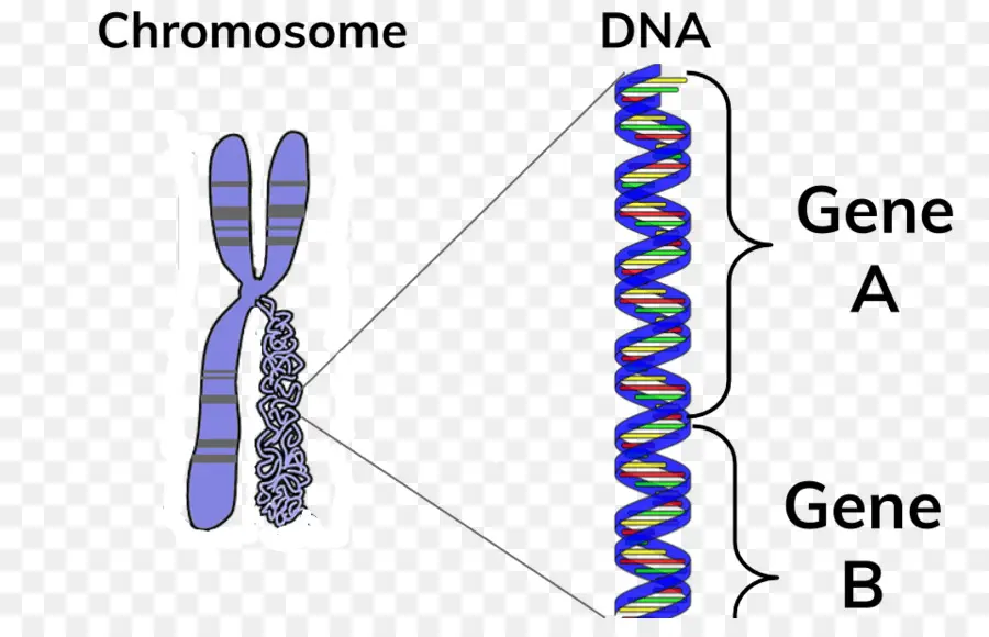 Cromosoma Y Adn，Gene PNG