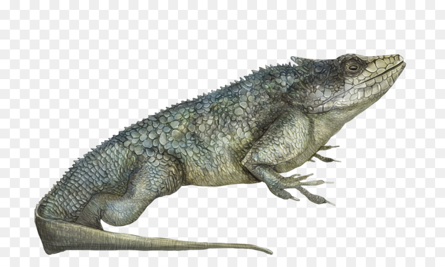 Lagarto，Reptil PNG