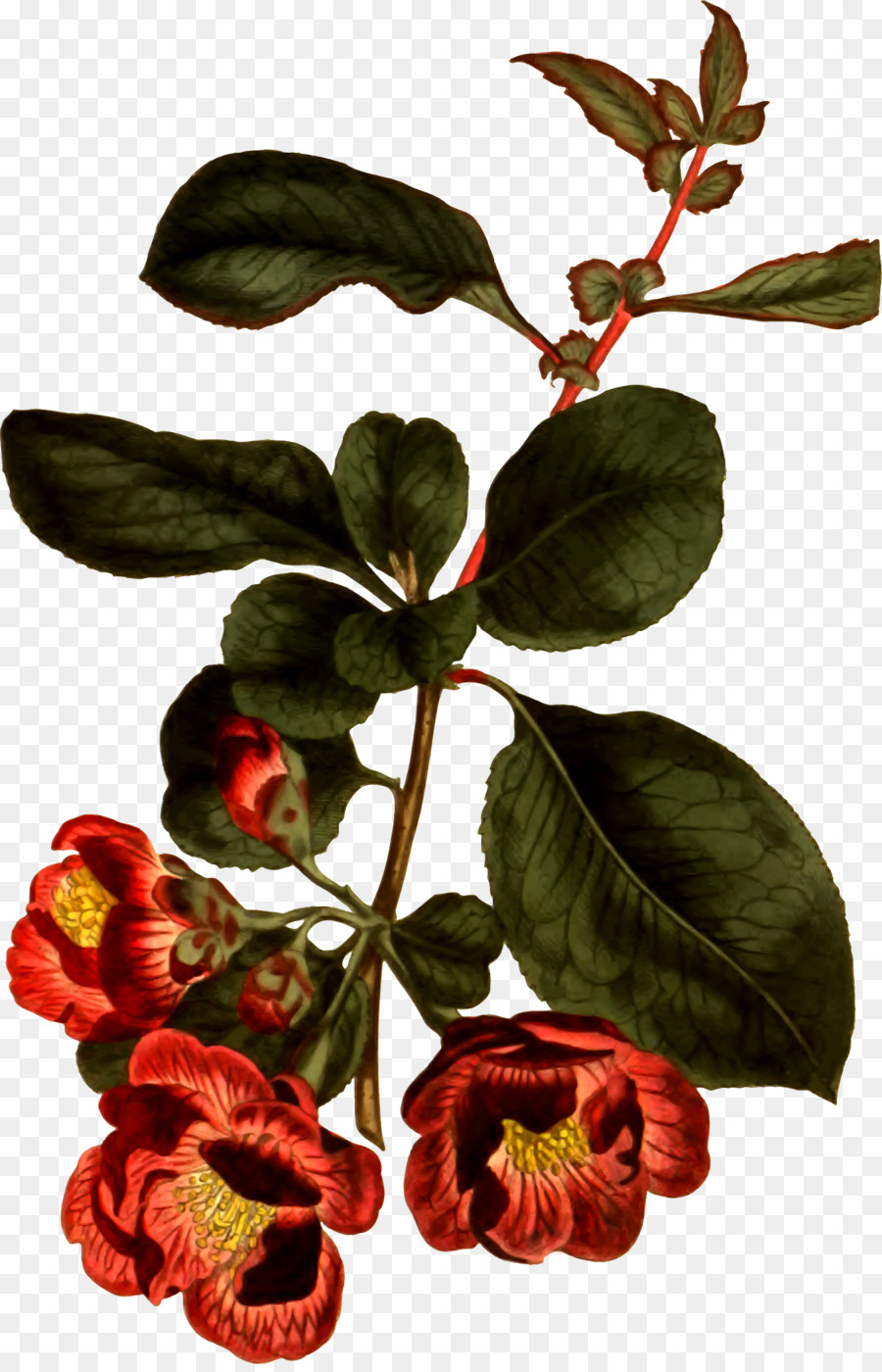 Flor，Hojas PNG