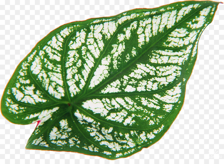 Hoja Verde，Planta PNG