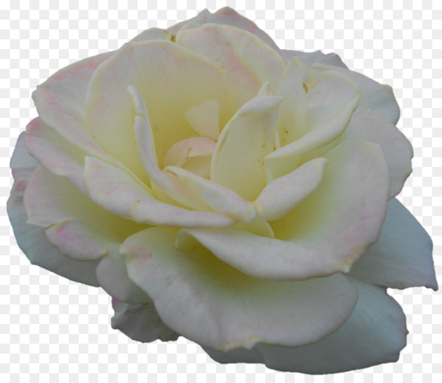 Rosa Blanca，Floración PNG