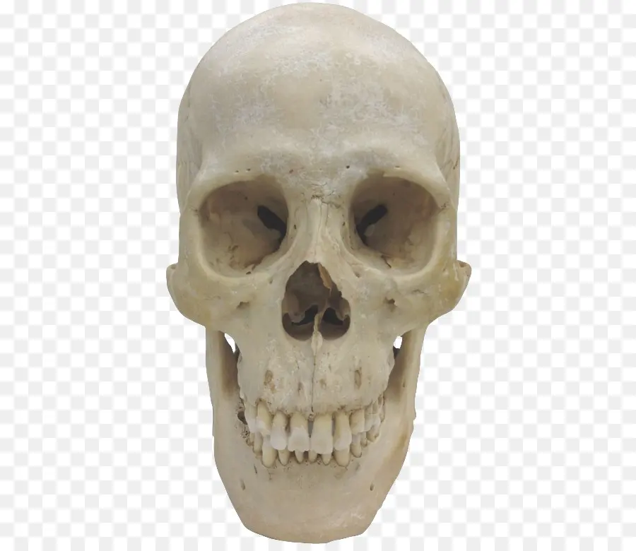 Cráneo，El Homo Sapiens PNG