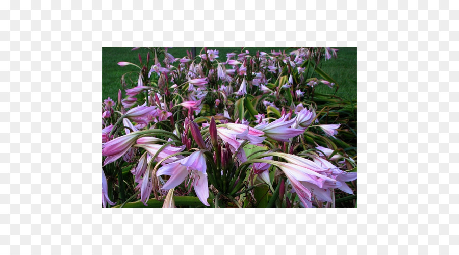 Lilium，Bombilla PNG