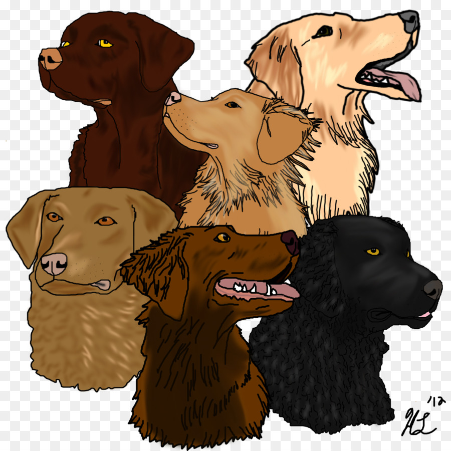 Labrador Retriever，Flatcoated Retriever PNG