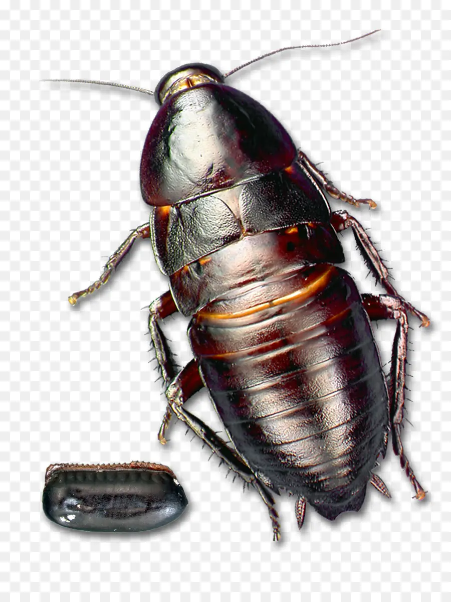 Cucaracha，Insect PNG