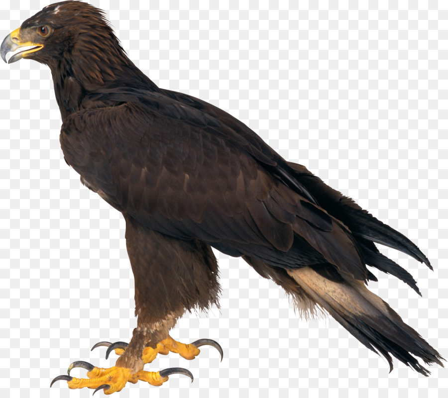 Águila，Pájaro PNG