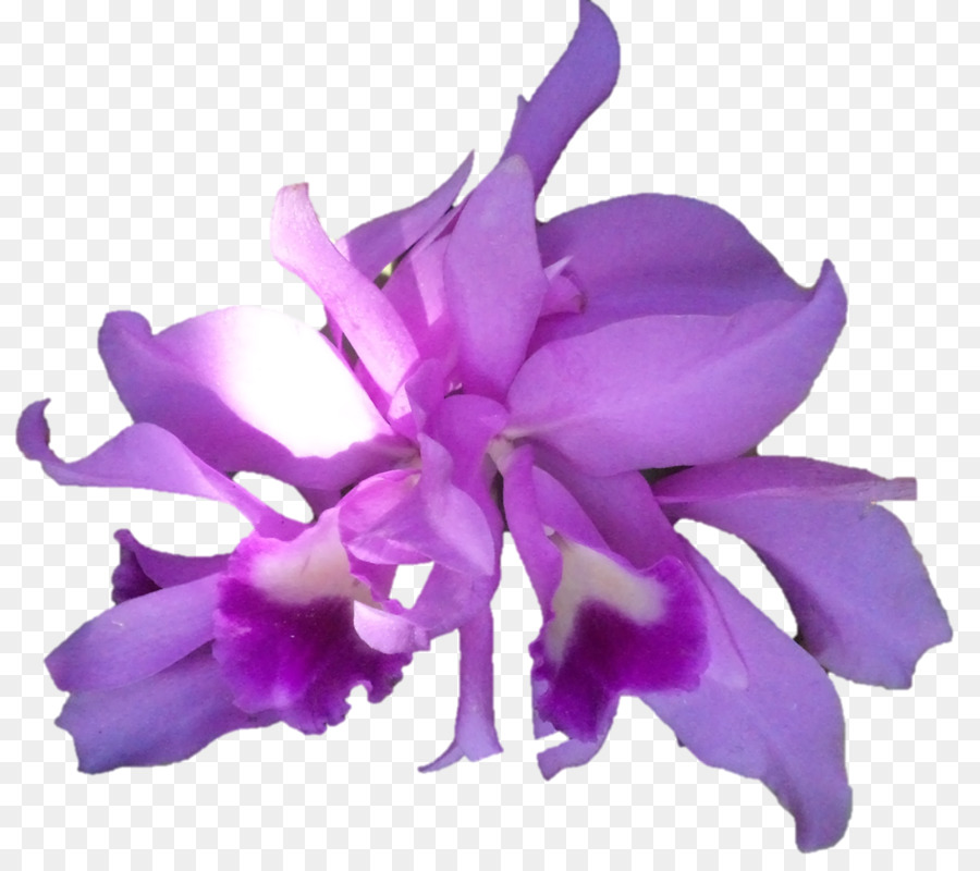 Las Orquídeas Cattleya，Planta Herbácea PNG