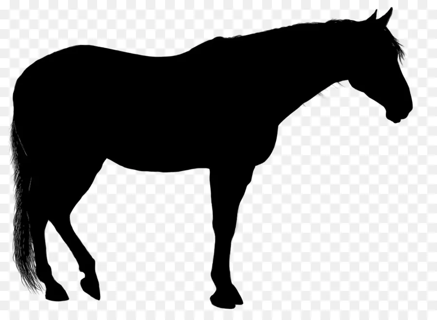 Caballo árabe，Silueta PNG