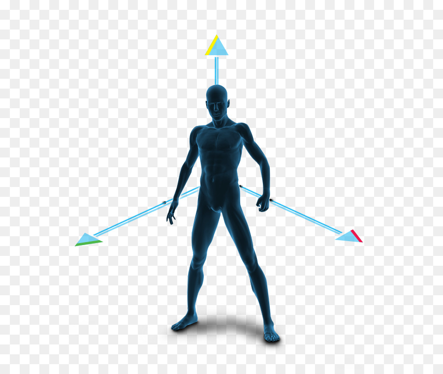 Cuerpo Humano，Esqueleto Humano PNG