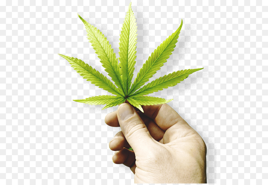 Petróleo，Cannabis Medicinal PNG