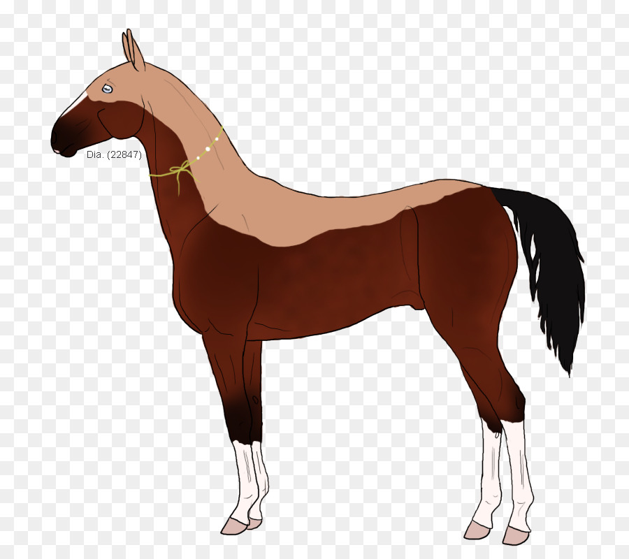 Caballo，Equino PNG