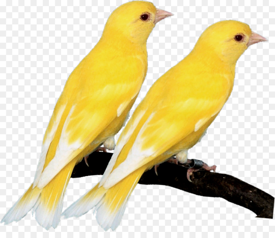 Pájaros Amarillos，Aves PNG