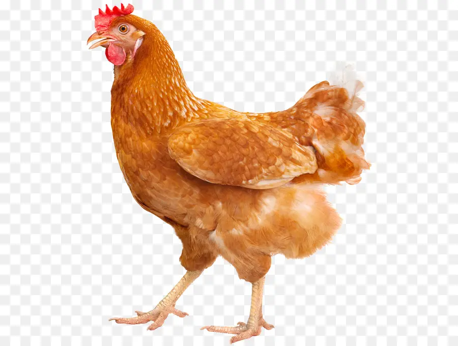 Pollos，Gallina PNG