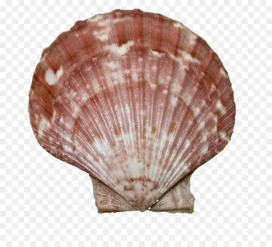 Seashell，Queen Scallop PNG