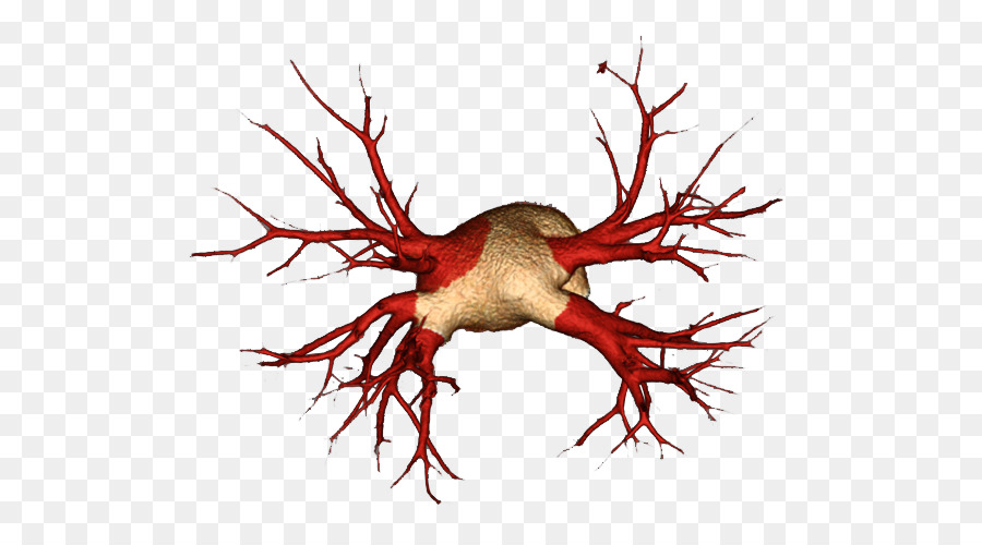 Neurona，Cerebro PNG