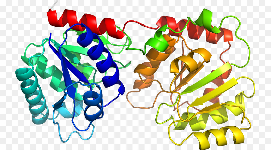 Estructura De La Proteína，Molécula PNG