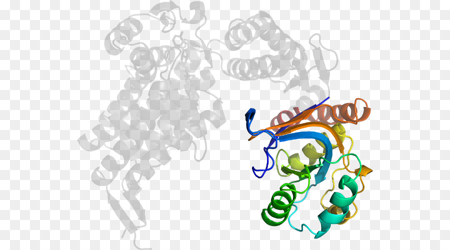 Estructura De La Proteína，Molécula PNG