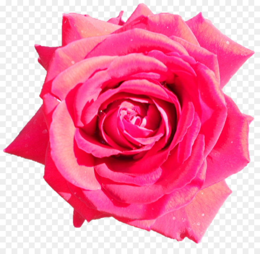 Rosa Rosa，Florecer PNG